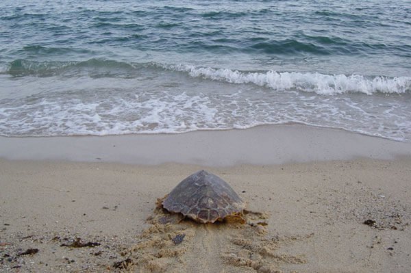 Hemos encontrado un nido de tortugas